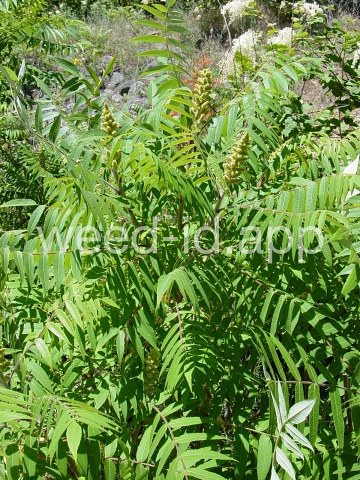 sumac, staghorn